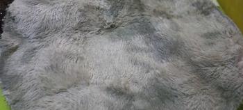 Product Review of karpet ombre bulat karpet lantai from F**2 1