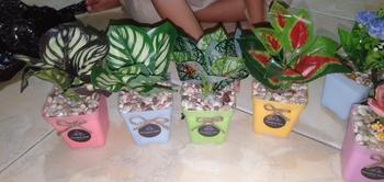 Product Review of bunga artificial terlaris Tulip Mini Dekorasi Ruangan (Artificial) bunga dan pot from V**️ 3