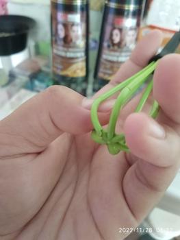 Product Review of Alat Pengaduk Cat Rambut MY-HCW / Alat Adonan from A**k 1