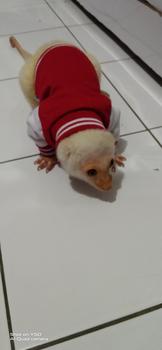Product Review of baju kucing lucu aksesoris hewan peliharaan - BUKIPET BASIC VARSITY from p**u 1