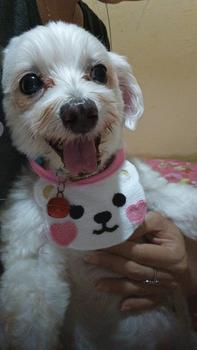 Product Review of Kalung Bandana Scarf Leher Anjing Kucing Kecil Model Beruang from L**o 0