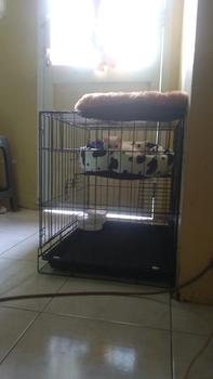 Product Review of KANDANG KUCING TINGKAT 2 SIZE L UKURAN 60X40 KOKOH DAN TEBAL from D**i M**s 0