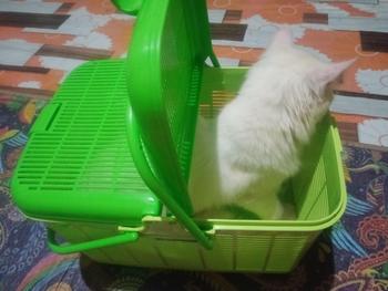 Product Review of Rio B K077  - Kandang Hewan -Pet Carrier Cargo    keranjang jualan keliling from K**4 0