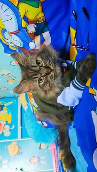 Product Review of baju kucing lucu aksesoris hewan peliharaan - BUKIPET BASIC VARSITY from C**a 0