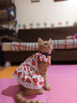 Product Review of Pet Dress Floral Pattern Pleated Hemming Windproof Pet Vest Puppy Flying Sleeve Clothes for Spring from ❥**✿ 2