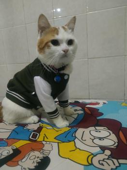 Product Review of baju kucing lucu aksesoris hewan peliharaan - BUKIPET BASIC VARSITY from L**a 1