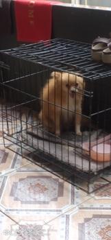 Product Review of shampo kucing dan anjing anti kutu,anti rontok,bakteri dan anti lembab.. from c**g 1
