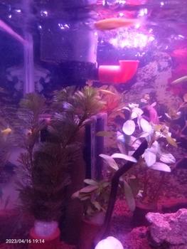 Product Review of Filter Aquarium Internal ukuran kecil dengan Pompa from .**5 0