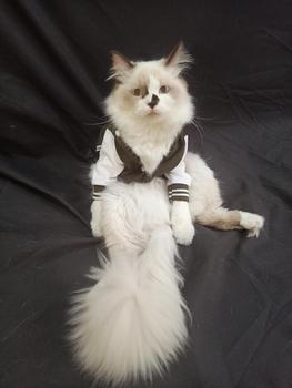 Product Review of baju kucing lucu aksesoris hewan peliharaan - BUKIPET BASIC VARSITY from O**t 0