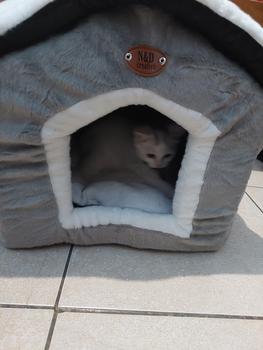 Product Review of Rumah Kucing dan Anjing Pet House from k**7 3