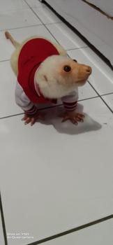 Product Review of baju kucing lucu aksesoris hewan peliharaan - BUKIPET BASIC VARSITY from p**u 0