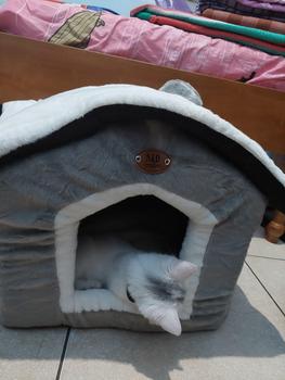Product Review of Rumah Kucing dan Anjing Pet House from k**7 2