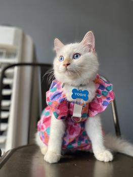 Product Review of Pet Dress Floral Pattern Pleated Hemming Windproof Pet Vest Puppy Flying Sleeve Clothes for Spring from J**s 1