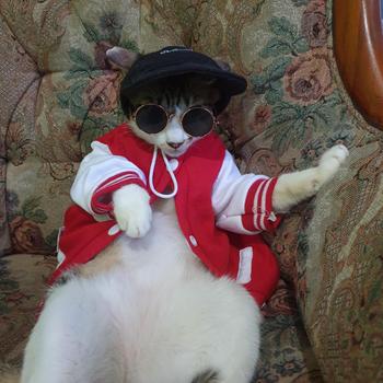 Product Review of baju kucing lucu aksesoris hewan peliharaan - BUKIPET BASIC VARSITY from M**k M**l 0