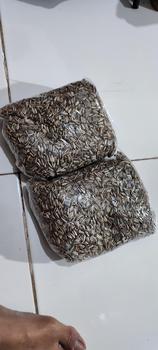 Product Review of biji kuaci 500gram untuk makanan hamster dan burung from R**a M**n 0