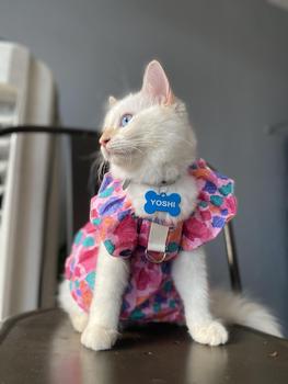 Product Review of Pet Dress Floral Pattern Pleated Hemming Windproof Pet Vest Puppy Flying Sleeve Clothes for Spring from J**s 2
