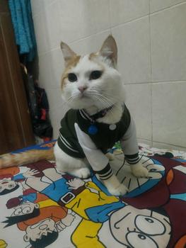 Product Review of baju kucing lucu aksesoris hewan peliharaan - BUKIPET BASIC VARSITY from L**a 0