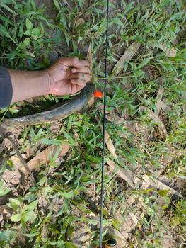 Product Review of Lure Soft Frog Mini umpan pancing Ukuran 3cm Berat 5grm Untuk Mancing Casting Ikan Gabus from M**🍌 0