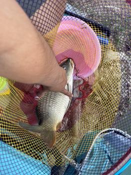 Product Review of Dây thẻo PE lõi Carbon chống rối . Đi Câu Bắt Cá Fishing Câu Cá from B** A** D**g 0