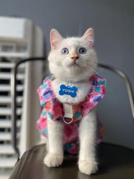 Product Review of Pet Dress Floral Pattern Pleated Hemming Windproof Pet Vest Puppy Flying Sleeve Clothes for Spring from J**s 0