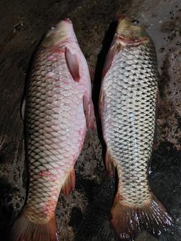 Product Review of Dây thẻo PE lõi Carbon chống rối . Đi Câu Bắt Cá Fishing Câu Cá from T**h L**m 8** 0