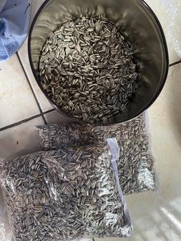 Product Review of biji kuaci 500gram untuk makanan hamster dan burung from d**🦕 0