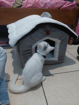 Product Review of Rumah Kucing dan Anjing Pet House from k**7 0