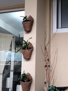 Product Review of Pot anggrek tempel dinding serabut kelapa Bunga Pvc from v**i 0