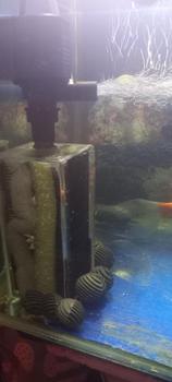 Product Review of Filter Aquarium Internal ukuran kecil dengan Pompa from E**a 0