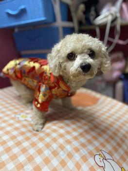 Product Review of Áo Dài Cho Chó Mèo 2025 Quần Áo Váy Tết Cho Chó Mèo Quần Áo Cho Thú Cưng Thiết Kế Thời Trang Cao Cấp Hiha Pets. from N**n T** N**c T**o 1