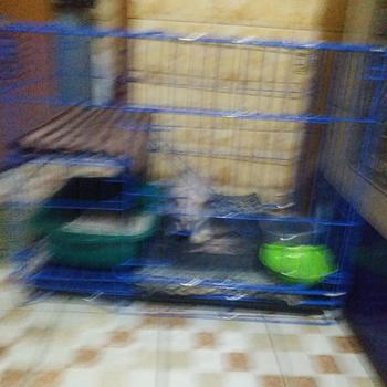 Product Review of KANDANG KUCING TINGKAT 2 SIZE L UKURAN 60X40 KOKOH DAN TEBAL from l**i 2