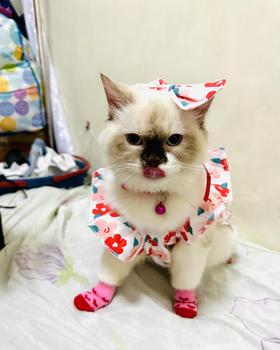 Product Review of Pet Dress Floral Pattern Pleated Hemming Windproof Pet Vest Puppy Flying Sleeve Clothes for Spring from J**e F**s 2