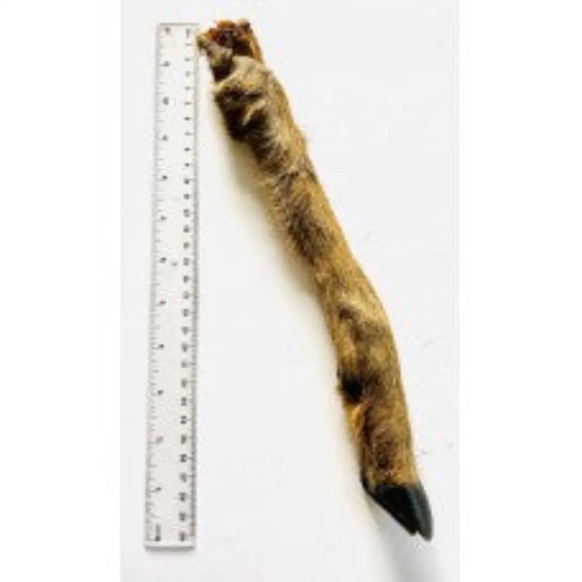 1 Hairy Roe Leg Natural Dog Treat