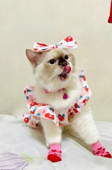 Product Review of Pet Dress Floral Pattern Pleated Hemming Windproof Pet Vest Puppy Flying Sleeve Clothes for Spring from J**e F**s 0