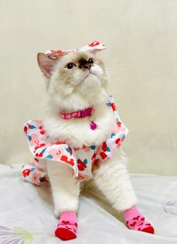 Product Review of Pet Dress Floral Pattern Pleated Hemming Windproof Pet Vest Puppy Flying Sleeve Clothes for Spring from J**e F**s 3