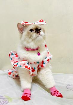 Product Review of Pet Dress Floral Pattern Pleated Hemming Windproof Pet Vest Puppy Flying Sleeve Clothes for Spring from J**e F**s 1
