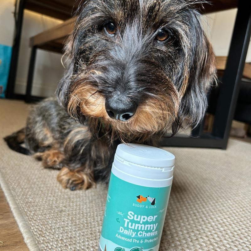 Buddy & Lola | Probiotic Soft Chews for Dog Gut Health | Plant Based Daily Digestive Supplement | Natural Probiotic Treats | Firmer Poops & Less Wind | Supports Healthy Skin & Coat | Helps Itchy Skin | 60 Probiotic Chews for Dogs | Made in UK 5